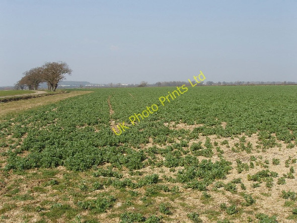 Photo 6"x4" Field of broad beans, Murcott Lower Arncott c2007