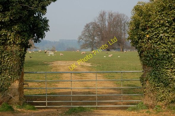 Photo 6"x4" Sheep grazing in Great Tew Park Great Tew c2007