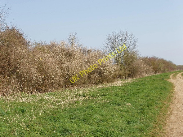 Photo 6"x4" Farm track with blackthorn hedge in flower Kirtlington c2007