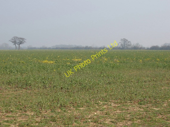 Photo 6"x4" Oil seed rape coming into flower Weston-on-the-Green c2007