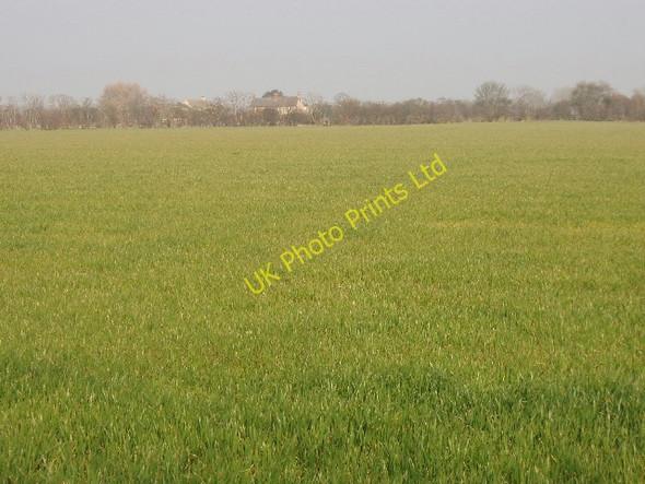Photo 6"x4" Footpath not apparent through wheat field Little Chesterton c2007