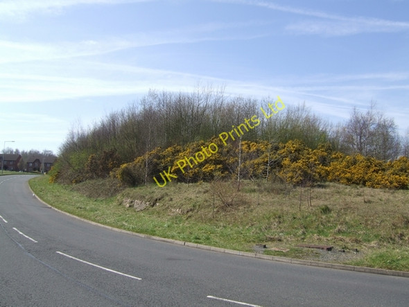 Photo 6"x4" Gorse in bloom on a rock outcrop Telford c2007