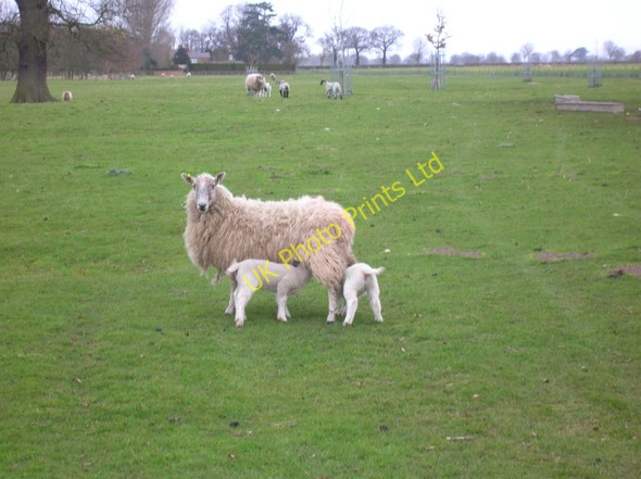 Photo 6"x4" Hungry lambs Myton Hall c2007