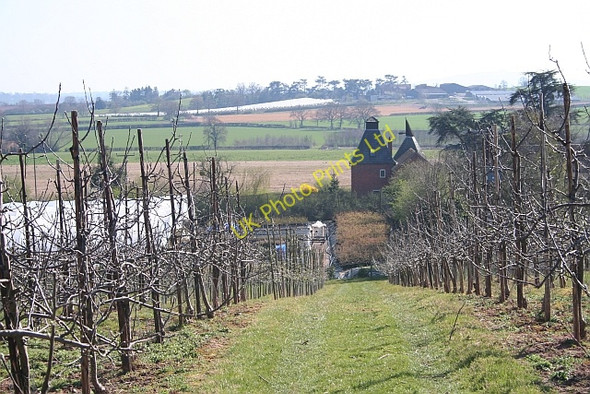 Photo 6"x4" Orchards, Flights Farm Ledbury c2007