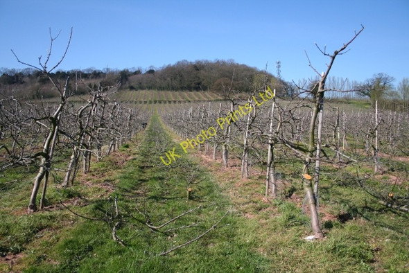 Photo 6"x4" Well Pruned Orchard near Flights Farm Ledbury c2007