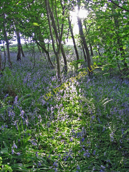 Photo 6"x4" Bluebells in Dufton Ghyll Wood Dufton c2006