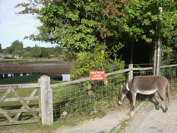 Photo 6"x4" Grazing donkey near Beaulieu Fire Station, New Forest Beaulieu c2005