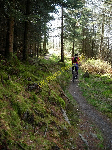 Photo 6"x4" Cycle Trail in Dalbeattie Forest Palnackie c2007 P2