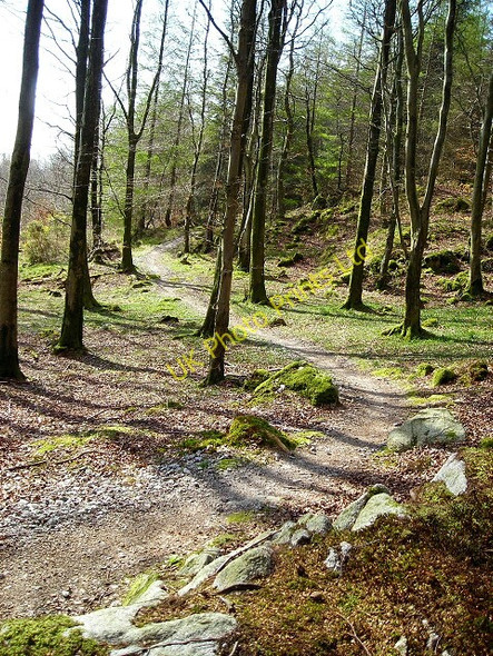Photo 6"x4" Cycle Trail in Dalbeattie Forest Palnackie c2007 P3