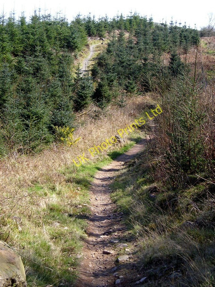 Photo 6"x4" Cycle Trail in Dalbeattie Forest Barend\/NX8855 c2007 P1