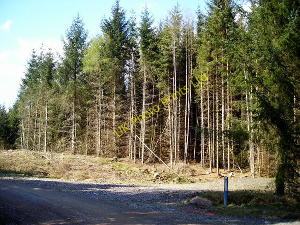 Photo 6"x4" Dalbeattie Forest Barend\/NX8855 c2007
