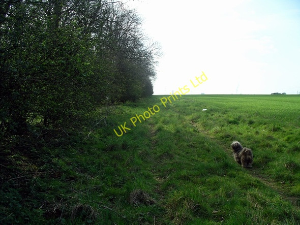 Photo 6"x4" West Wood boundary Broughton\/SE9608 c2007