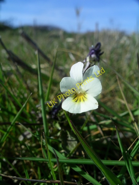 Photo 6"x4" Field pansy (Viola arvensis) Ticknall c2007