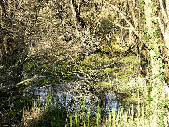 Photo 6"x4" Boggy area next to Mawddach Trail Barmouth\/Abermaw c2007