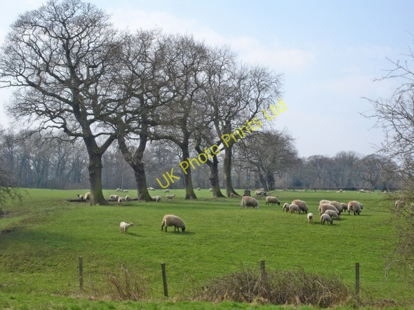 Photo 6"x4" Sheep and lambs near Litley Farm Arley Green c2007