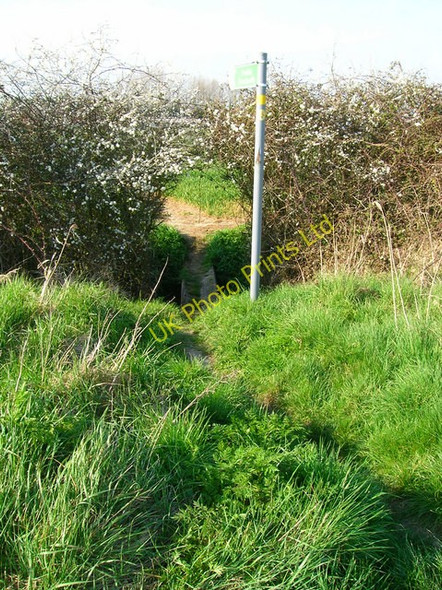 Photo 6"x4" Footpath to Appledore Appledore\/TQ9529 c2007