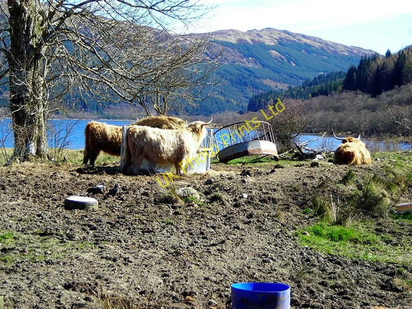 Photo 6"x4" Highland Cattle Near Laggan Ardchullarie More c2007