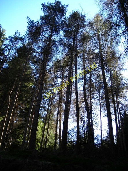 Photo 6"x4" Conifer Forest Near Loch Lubnaig Ardchullarie More c2007
