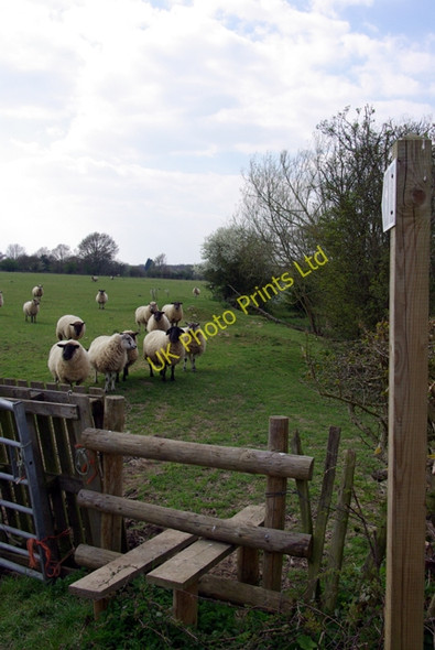 Photo 6"x4" Sheep by the stile Plumtree Green c2007