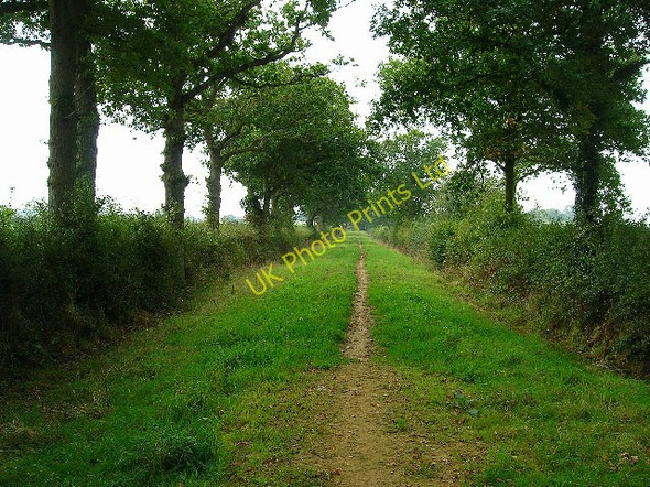 Photo 6"x4" Old lane near Chalvington Burgh Hill\/TQ5412 c2005
