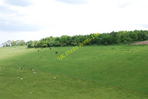 Photo 6"x4" Eastern end of South Down Hedge End\/ST8206 c2007