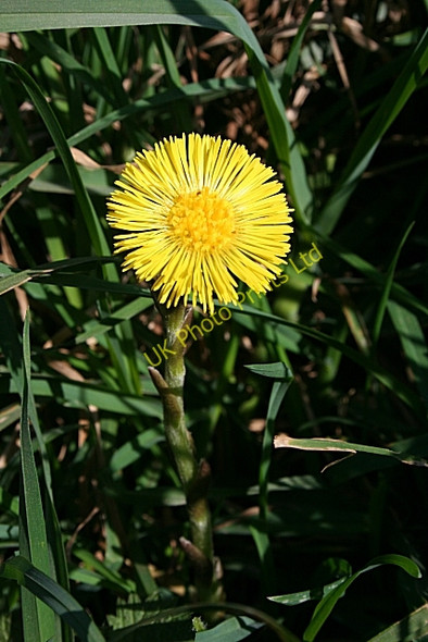 Photo 6"x4" Coltsfoot (Tussilago farfara) Auchmithie c2007