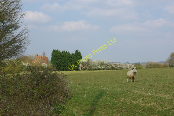 Photo 6"x4" A sheep in a field Tong\/TQ8346 c2007