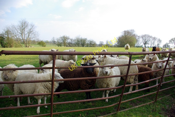 Photo 6"x4" Friendly Sheep Broadstone\/TQ8647 c2007