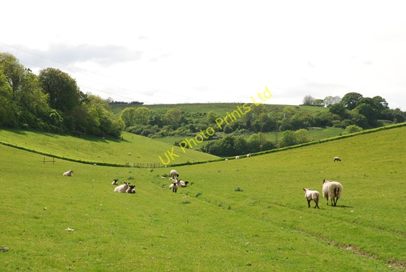 Photo 6"x4" Coombe Bottom Turnworth c2007