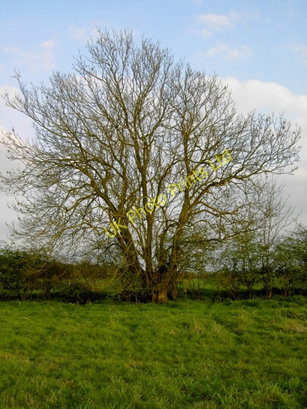 Photo 6"x4" Jeremiahs Tree or not? Streatley\/TL0728 c2007