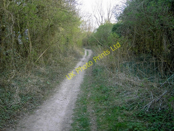 Photo 6"x4" Track to Jeremiahs Tree Streatley\/TL0728 c2007