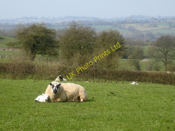 Photo 6"x4" Wirswall pastorale Marbury c2007