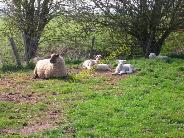 Photo 6"x4" Family Portrait Cock Marling c2007