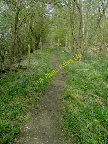 Photo 6"x4" Along Greensands Ridge Walk Deadman's Cross c2007