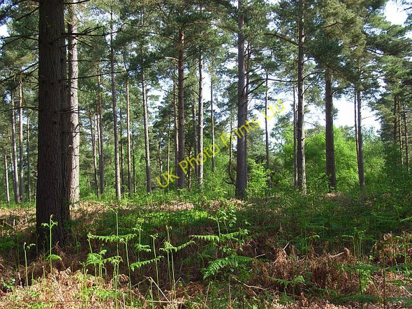 Photo 6"x4" Stanley Common Newtown\/SU8430 c2007