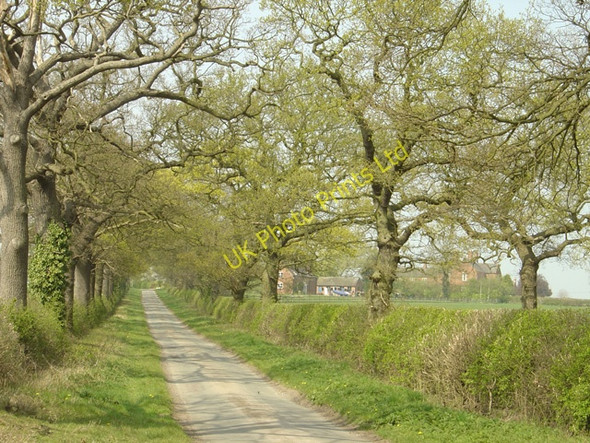 Photo 6"x4" Oak-lined lane, Whitewood. Woodhouses\/SK1519 c2007