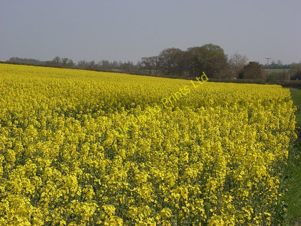 Photo 6"x4" Farmland between Whitchurch and St Mary Bourne Cole Henley c2007