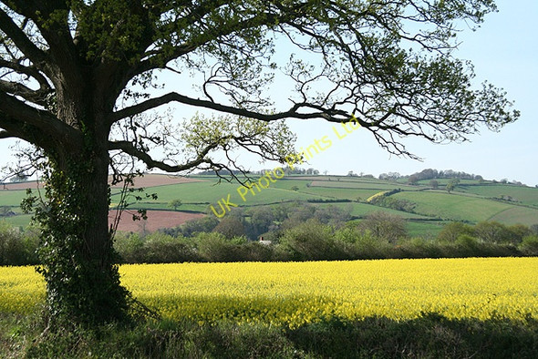 Photo 6"x4" Nether Exe: oilseed rape field at Up Exe Up Exe c2007