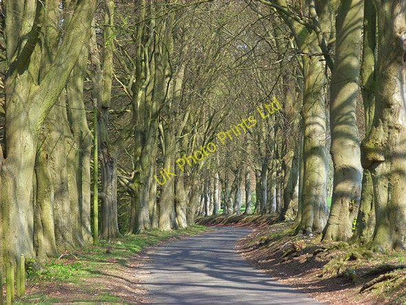 Photo 6"x4" Avenue of beeches, Dunley Dunley\/SU4553 c2007