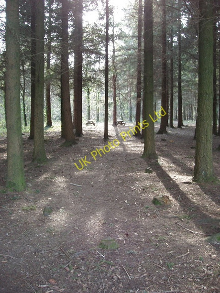 Photo 6"x4" Picnic tables in the pines, Stover Park Teigngrace c2007