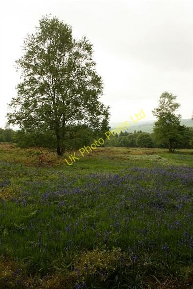 Photo 6"x4" Across Woolwich Wood Low Laithe\/SE1963 c2007