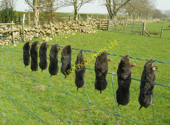 Photo 6"x4" Mole Gibbet Heronsford c2007