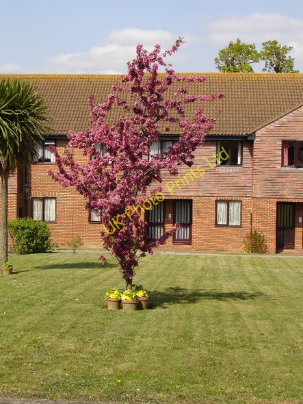 Photo 6"x4" Flowering tree in Louden Court Ashford\/TR0042 c2007