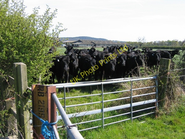 Photo 6"x4" Cattle near Highfield Lodge Barton\/SJ4454 c2007