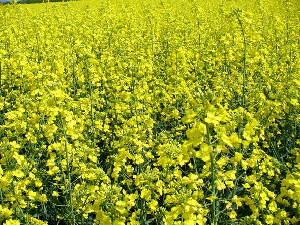 Photo 6"x4" Mellow Yellow Colemore c2007