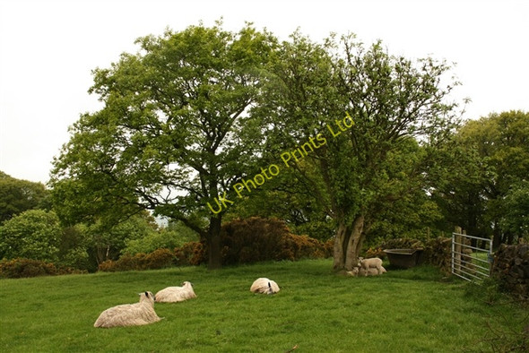Photo 6"x4" Sheep, High Pastures Farm Low Laithe\/SE1963 c2007