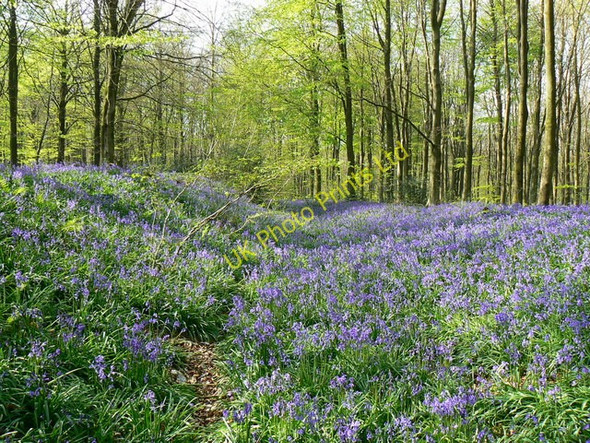 Photo 6"x4" Wansdyke, West Woods, near Marlborough (2) Clench Common c2007