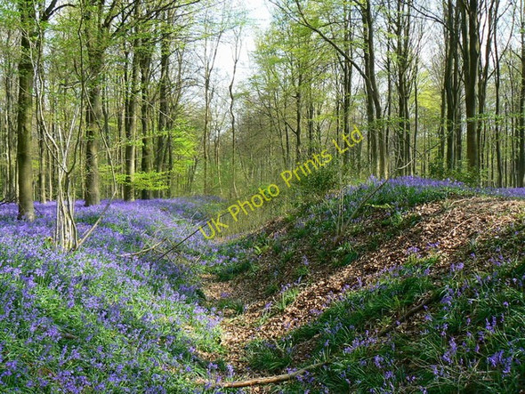 Photo 6"x4" Wansdyke, West Woods, near Marlborough (3) Clench Common c2007