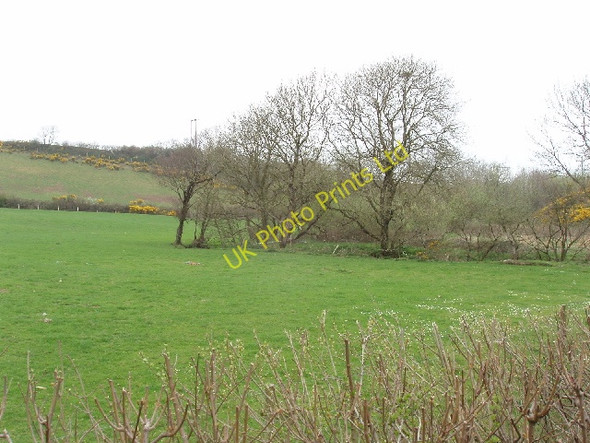 Photo 6"x4" Pasture and gorse Grimscott c2007