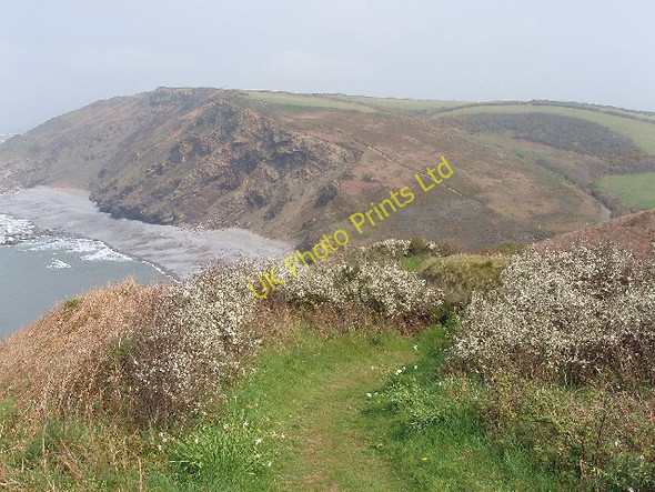 Photo 6"x4" Coast path and blackthorn, Millook Millook c2007